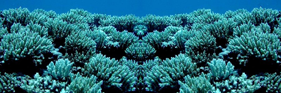 Foto de corales